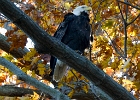 Eagles (4)  Eagle in tree - Conomingo Dam, 2014